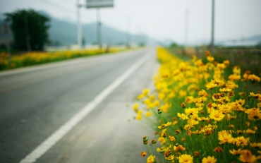 flores carretera